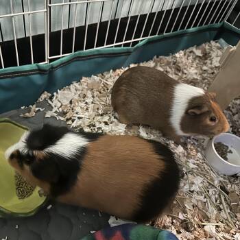 Rescue Guinea Pig Guinea Pigs for Adoption in Grand Rapids, Michigan - Captain Sundae & S
